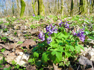 The fumewort (Corydalis solida) flowers closeup