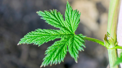 Humulus lupulus (Common hop) leaves