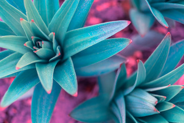 Background from young plants. View from above. Blue and purple color.