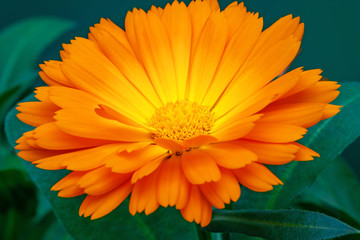 Calendula orange Flower, close up macro.  Blooming marigold flowering plant. Medicinal Calendula herb