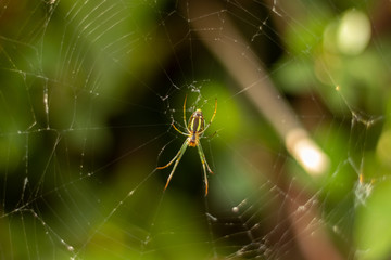 A spider on it's web for insects