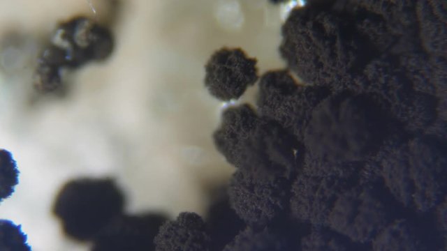 Mold under the microscope. GMO. DNA. Black Mold taken from rotten bread , under a microscope. Colony of mold with spores on a bread crust. Allergy, poisoning, fungus.