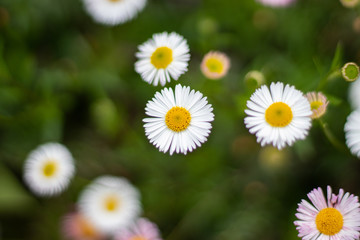Fototapeta premium White tiny wild daisy flowers spring season