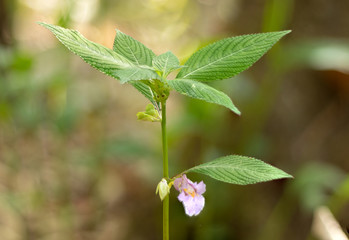 White purple tiny wild flowers spring season
