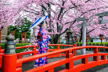 Asian woman wearing japanese traditional kimono and cherry blossom in spring, Kyoto temple in Japan.