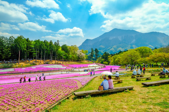 芝桜 の画像 66 225 件の Stock 写真 ベクターおよびビデオ Adobe Stock