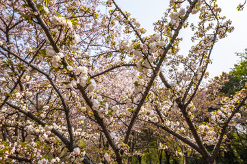 Fototapeta na wymiar Sakura blossom in Chinese park.