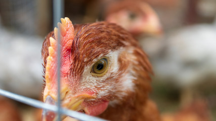 Chickens in the aviary close-up