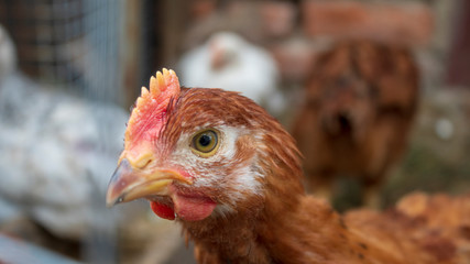 Chickens in the aviary close-up