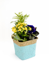 Woven Plant Pot with African Violet, SaintPaulias and Palm Tree