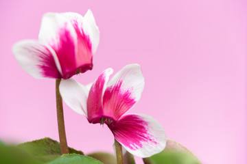 Beautiful purple cyclamen,  with space for text