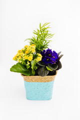 African Violet, SaintPaulias and Palm in a Basket on White