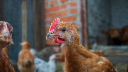 Chickens in the aviary close-up