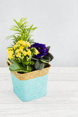 Woven Plant Pot filled with African Violet, SaintPaulias and Palm Tree