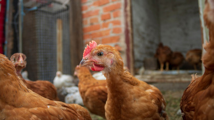 Chickens in the aviary close-up