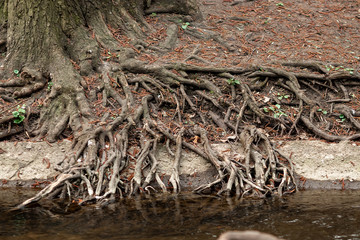 tree roots, sweeping root systems under the tree