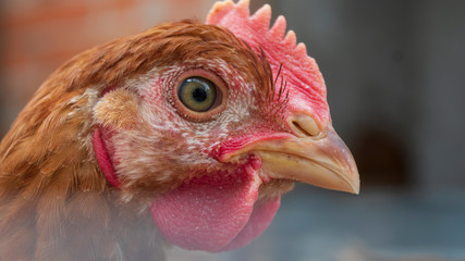 Chickens in the aviary close-up