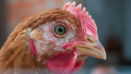 Chickens in the aviary close-up