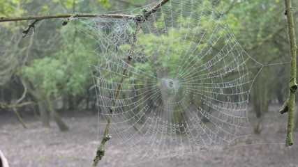 Spiders web early morning in the forest