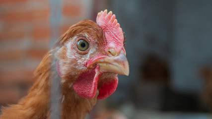 Chickens in the aviary close-up