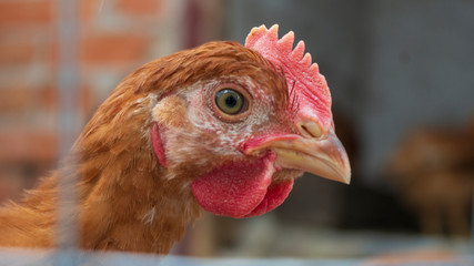 Chickens in the aviary close-up
