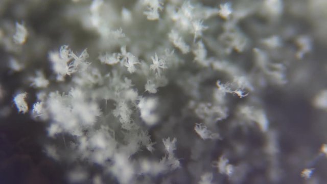 Mold under the microscope. GMO. DNA. Black Mold taken from rotten bread , under a microscope. Colony of mold with spores on a bread crust. Allergy, poisoning, fungus.