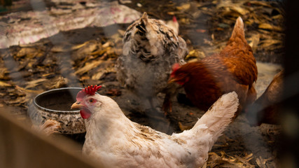 Chickens in the aviary close-up