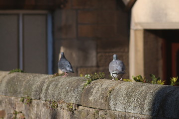 Obraz premium Edinburgh, Scotland