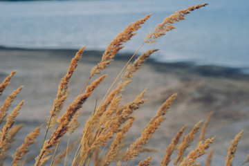 Fototapeta premium Beautiful African fountain flower blooming grass field, garden decoration plant Fountain Grass