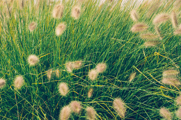 Beautiful African fountain flower blooming grass field, garden decoration plant Fountain Grass