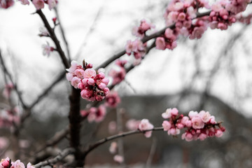 Spring cherries, pink flowers. Flowering fruit trees.