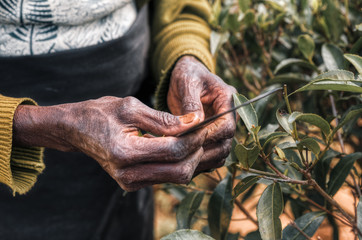 Hands of woman mistreated by the work of picking tea leaves in the fields of Sri Lanka. He shows his work knife.