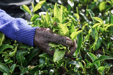 Hands of woman mistreated by the work of picking tea leaves in the fields of Sri Lanka.