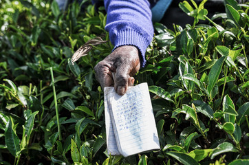Hands of woman mistreated by the work of picking tea leaves in the fields of Sri Lanka. He shows...