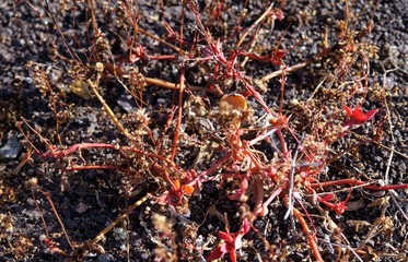 Dried Malesherbia auristipulata plant growing on black volcanic ash in arid landscape of Atacama desert - Chile