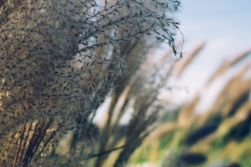 Beautiful African fountain flower blooming grass field, garden decoration plant Fountain Grass