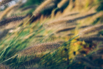 Beautiful African fountain flower blooming grass field, garden decoration plant Fountain Grass