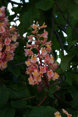 Aesculus carnea in the park of El Retiro in Madrid