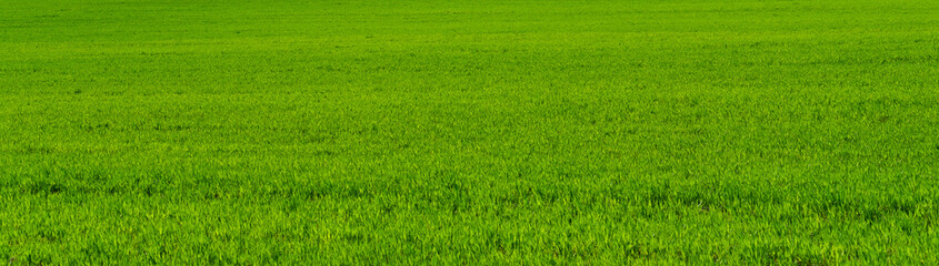 Obraz na płótnie Canvas field of green grass