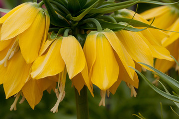 Obraz premium yellow hazel grouse flowers blooming in summer park