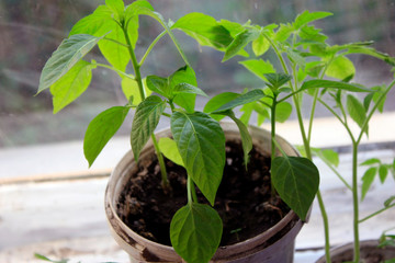 sprout of green pepper, planted in the ground in a pot on the window in the spring