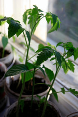 sprout of green pepper, planted in the ground in a pot on the window in the spring