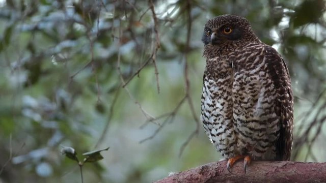 Powerful Owl (Ninox strenua) owl. Spotted brown owl sits on tree branch on windy day. Turns head right. Turns head forward. Close Up. Handheld.