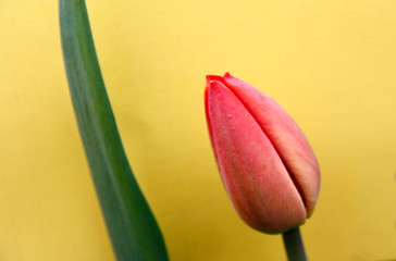 Red buds of tulips on a bright yellow background.