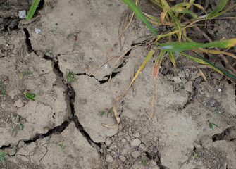 Trockenheit, Risse in der Erde, drought
