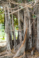 Ficus macrophylla - großblättrige Feige Palermo