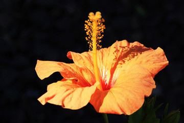 Hibiscus © Stephan von Mikusch