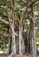Ficus macrophylla - großblättrige Feige Palermo