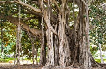 Ficus macrophylla - großblättrige Feige Urwald