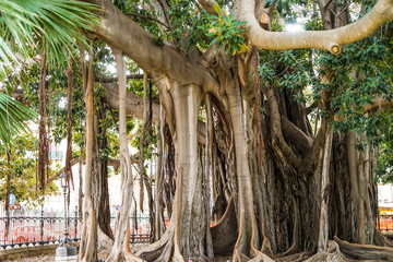 Ficus macrophylla - großblättrige Feige Urwald